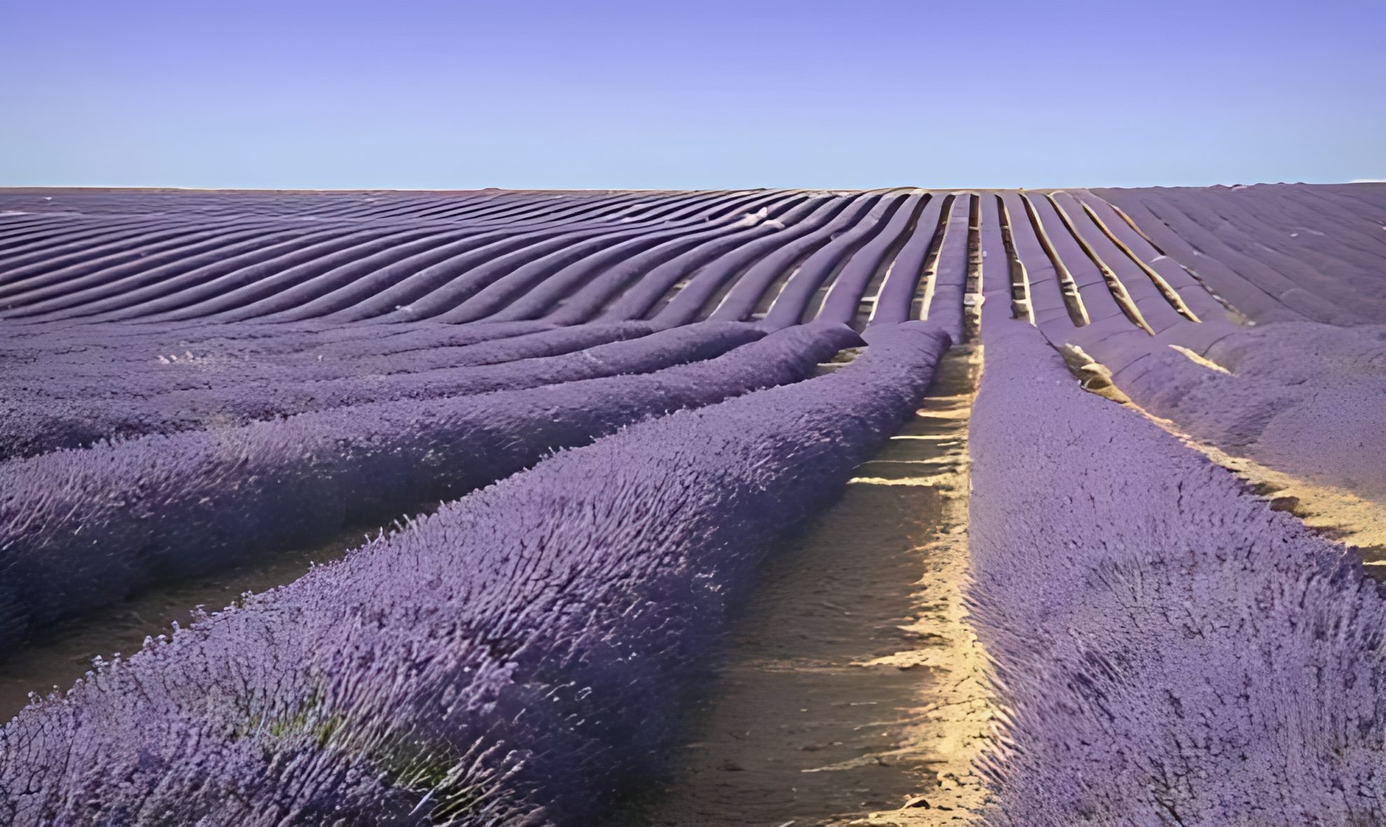 PLATEAU DE VALENSOLE PLATEAU DE VALENSOLE