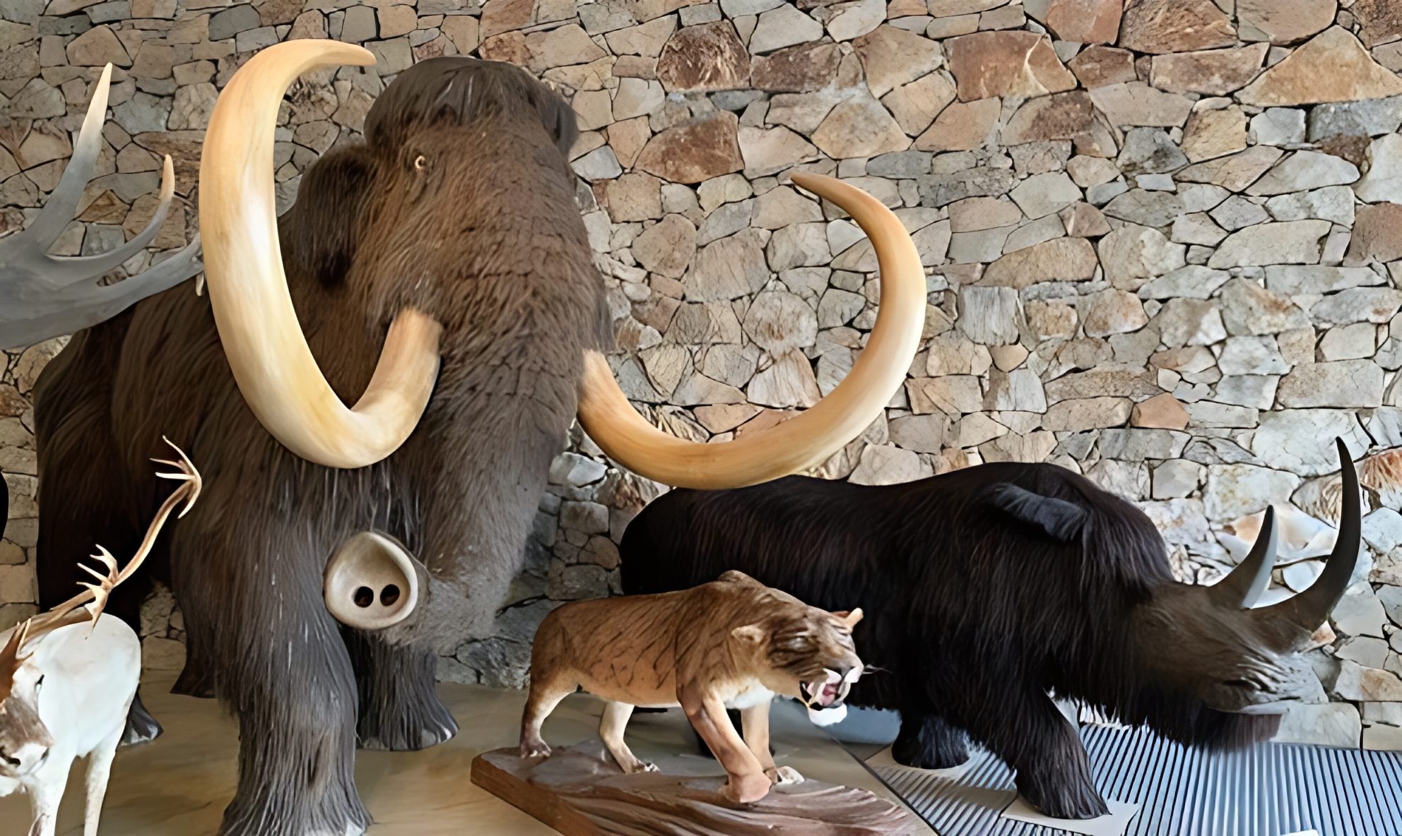 MUSEE PREHISTOIRE QUINSON ZOO DE LA BARBEN